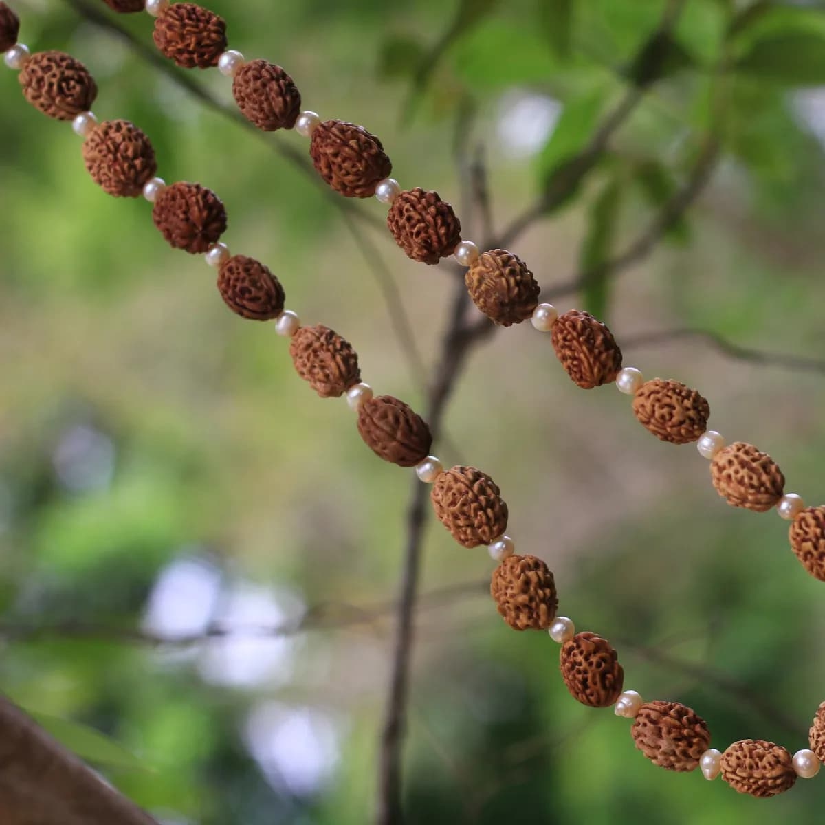 7 Mukhi Rudraksha, Rudraksha