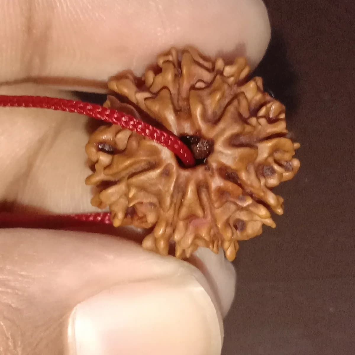 8 Mukhi Rudraksha, Rudraksha